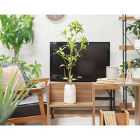 不二貿易 フェイクグリーン ギンモクセイ セラミックポット 41133 1個