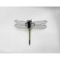 高芝ギムネ製作所 イヤーな虫の天敵香るオニヤンマMー57 3703654 1個（直送品）