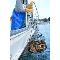 ショーワグローブ ショーワ ニトリルゴム手袋 NO770水産ニトローブ イエロー Lサイズ NO770-L 1双 409-2627（直送品）