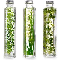 ハーバリウム/多肉植物3種セット プリマ（直送品）