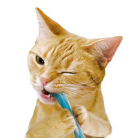 キャティーマン 猫ちゃん歯ブラシ かみかみ歯ピカ 2個入 1個 ドギーマンハヤシ 猫用 おもちゃ