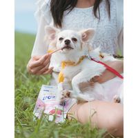 ハッピー・スリーフェアリー かむヨーグルト 青リンゴ 90g（14本入）3袋 フォーキャンス