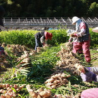 六漢の和漢食材入り 六漢 生姜湯 1セット（5袋入×3）