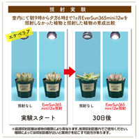 ゼンスイ Ever Sun 365 mini 12W WHITE 329393 1個（直送品）