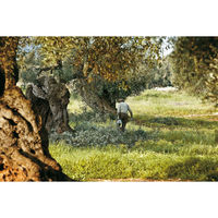 ALCE NERO（アルチェネロ） イタリア産 有機エキストラバージンオリーブオイル ドルチェ 250ml 1本