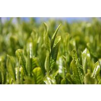 茶の大胡 お徳用 粉末緑茶 1セット（1袋（100g）×3）