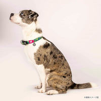 ルークラン 首輪 小型犬 S マックス&モーリー 迷子札 犬 トロピカル 437574 1個（直送品）