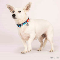 ルークラン 首輪 大型犬 L マックス&モーリー 迷子札 犬 フレンジーシャーク 437626 1個（直送品）