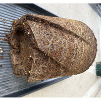 大和プラスチック 根はりポット 12型 4903266731731 1個（直送品）