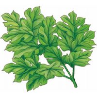 【ギフト包装】 若葉のめぐみ 井藤漢方製薬 2109826 3箱（90袋）（直送品）