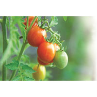 アルチェネロ アルチェネロ有機トマトピューレー 200g×3P 1セット（1個×2）