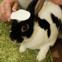 ドギーマンハヤシ ミニアニマン なでうさタッチ 257725 1個（直送品）