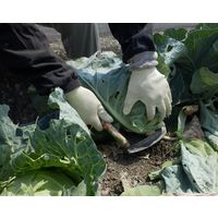 インナー手袋 ケミスターワイヤーフィット No.521 Sサイズ 3双 ショーワグローブ