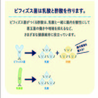 【栄養補助食品】 クリニコ ビフィズス菌末BB536 1箱（30本入）