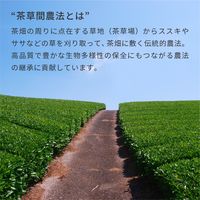 UCC DRIPPOD（ドリップポッド）静岡まろみ焙じ茶(ほうじちゃ)  1セット（48個：12個入×4箱）