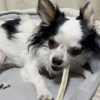 ペティオ 素材そのまま 天然牛皮とササミの歯みがきガム スティック 75g 1袋 犬用 おやつ