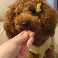 ペティオ 素材そのまま さつまいも 極こつぶタイプ 生後3ヶ月の超やわらか 240g（40g×6袋）1袋 犬用 おやつ