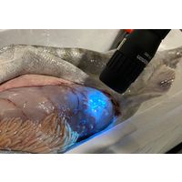 アニサキスライト 紫外線LEDライト 完全防水 IPX7 アニサキス 津本式 生魚 アニサキス対策 YF-980 ハピソン 1個