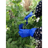 ショーワグローブ ショーワ 塩化ビニール手袋 ブルーフィット(薄手)3双パック Lサイズ NO181-L3P 1袋(3双) 790-0902（直送品）