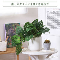 不二貿易 フェイクグリーン モンステラ セラミックポット 41139 1個