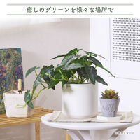 不二貿易 フェイクグリーン アロカシア セラミックポット 41138 1個