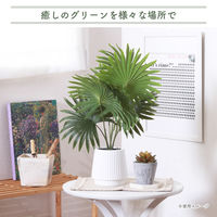 不二貿易 フェイクグリーン パナマソウ セラミックポット 41129 1個