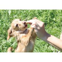 デンティ・スリーフェアリー 犬用 歯みがきガム S 小型犬用 65g（約9個入）1袋 フォーキャンス おやつ