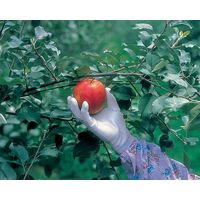 【ウレタン背抜き手袋】 ショーワグローブ ピッタリ背抜き NO260 M 1セット（3双入）