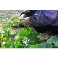 【使いきり天然ゴム手袋】 ショーワグローブ ナイスハンドきれいな手つかいきりグローブ NHKTTNR-100P-M 1箱（100枚入）