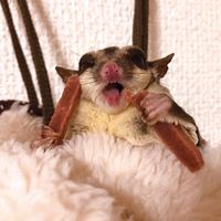 ミニアニマン 小動物のやみつきコオロギ クランベリー入り 国産 25g 6袋 ドギーマンハヤシ