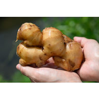 六漢の和漢食材入り 六漢 生姜湯 1セット（5袋入×3）