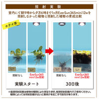 ゼンスイ Ever Sun 365 mini 12W WHITE 329393 1個（直送品）