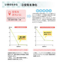イケヒコ ラスタ（撥水） い草ボリュームラグ 3000×1900mm ブラウン 1071390065016 1枚（直送品）