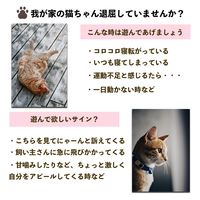 武興商事 【犬 猫】猫 おもちゃ 一人遊び 電動 自動 猫じゃらし 光る ネコ 100646 1個（直送品）