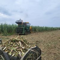 波照間島産黒糖250g 1袋 ゆうな物産