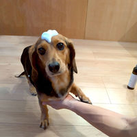 ルークラン ペット シャンプー ループ ビューティー ドライシャンプー 495864 1個（直送品）