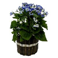 宮島化学工業 クラフト紙バンド30m黄緑 C10 1巻（直送品）