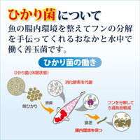 キョーリン 咲ひかりR 育成用 浮上 M 2kg 239526 1個（直送品）