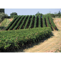 イタリア　赤ワイン パスクァ バルドリーノ 赤ワイン　ミディアムボディ 750ml 1本　国分