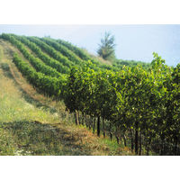 イタリア　パスクァ ソアーヴェ　白ワイン　辛口　750ml 1本　国分