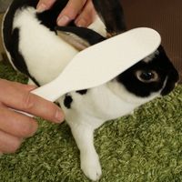 ドギーマンハヤシ ミニアニマン なでうさタッチ 257725 1個（直送品）