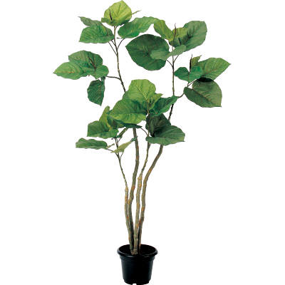 観葉植物 フィカス ウンベラータ 8号 ノーマル ラスターポット
