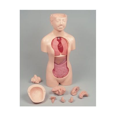 京都科学 人体解剖モデル”タッチゃんII”TMー90ーII K11120-000 1台 67-7096-99（直送品）