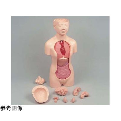 京都科学 タッチゃんII脳蓋つき本体 K11120-006 1台 67-7097-06（直送品）