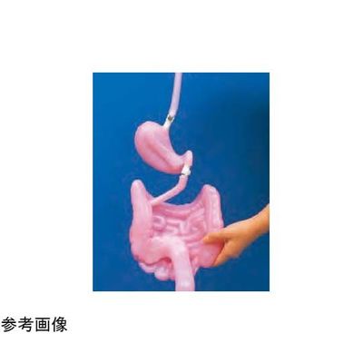 京都科学 気管支 K11119-001 1台 67-7097-08（直送品）