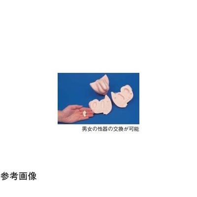 京都科学 男子性器 K11119-013 1台 67-7097-20（直送品）