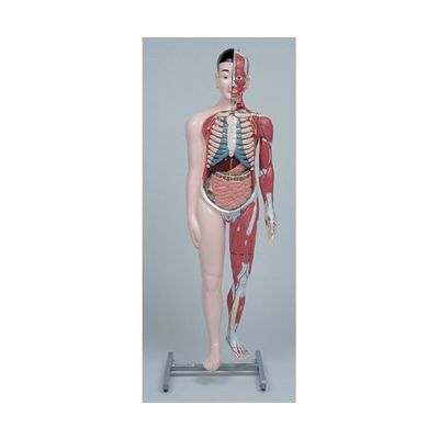 京都科学 人体解剖模型Jー100 K11202-000 1台 67-7097-23（直送品）