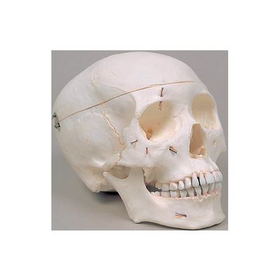 京都科学 神経孔つき頭骨解剖複製モデル K11820-000 1台 67-7097-28（直送品）