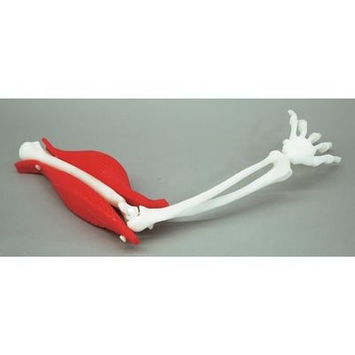 京都科学 腕の筋肉構造模型 K11208-000 1台 67-7097-29（直送品）