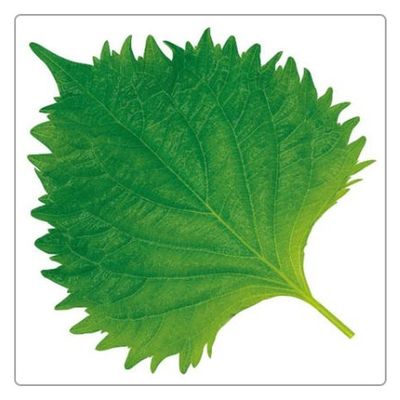 ユニバース フィルムシート グルメシート 大葉 角中 85×100 10103 1袋(1000枚)（直送品）